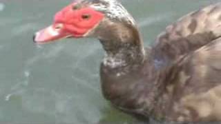 The Dog Duck