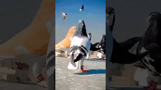 Pura valarpu pura serappu #kspigeons #pigeonhealth #pigeonhouse #pigeonracing #ytstudio #pigeonhome