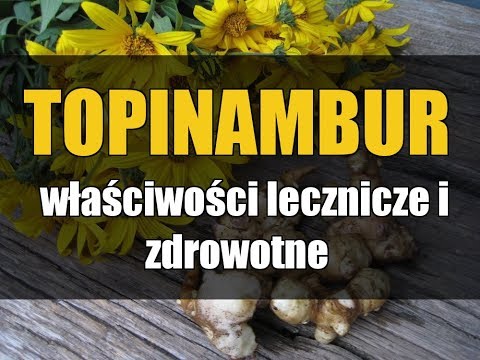 Wideo: Topinambur - użyteczne właściwości i przeciwwskazania