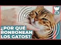 ¿POR QUÉ RONRONEAN LOS GATOS? | LA GATERÍA TV