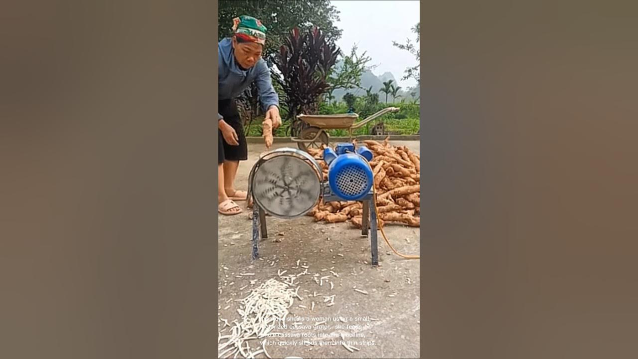 Easy cassava processing: homemade grater Easy cassava processing: homemade grater