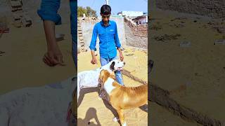 Bully Dog Ke Puppies Nhi Hue