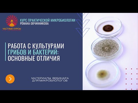 Отличия в работе с культурами грибов и бактерий. Микологическая лаборатория. Методы работы с грибами