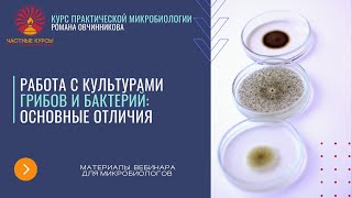 видео: Отличия в работе с культурами грибов и бактерий. Микологическая лаборатория. Методы работы с грибами картинка: Отличия в работе с культурами грибов и бактерий. Микологическая лаборатория. Методы работы с грибами