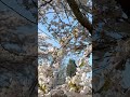 Beautiful cherry blossom in England 🌸✨
