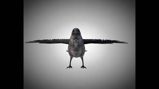 3D Model Raven Crow Bird PBR Rigged Low poly at 3DExport.com