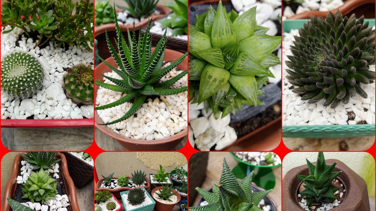 Suculentas de Crescimento Lento, Sol, e a Meia Sombra...