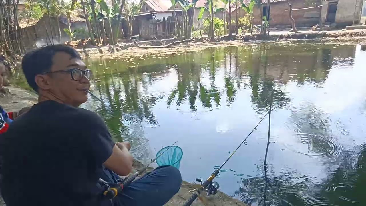 UMPAN IKAN PATIN MALAH DI SAMBAR DARI BELAKANG 