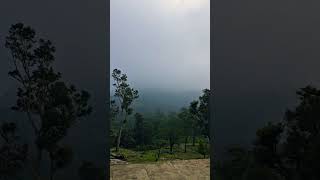 #timelapse #forest #misty #morning