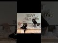 I died laughing 🤣 #rose #lisa #funny #blackpink #kpopidol @min12340