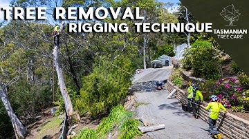 TREE REMOVAL USING RIGGING TECHNIQUE