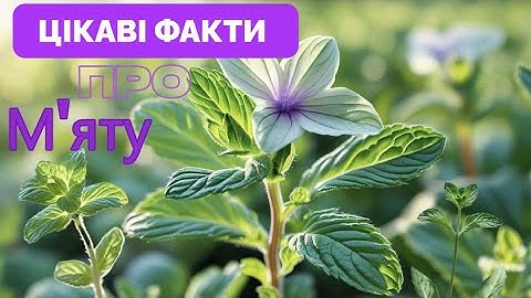 ЦІКАВІ ФАКТИ про М‘ЯТУ***цього ви точно не знали***