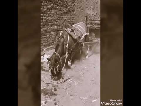 اولاد موسى الشرقيه