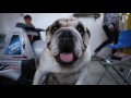 Apollo, o bulldog que adora andar de skate