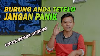 Perawatan Dan Cara Mengobati Burung Tetelo Sedang Sakit Snot Saraf Tidak Bisa Nangkring Atau Lumpuh