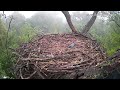 Hanover eagles live cam  ontap   free live cams from around the world  mozilla firefox 2024 05 0