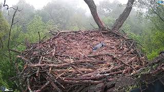 Hanover Eagles Live Cam Hdontap Free Live Cams From Around The World Mozilla Firefox 2024 05 0