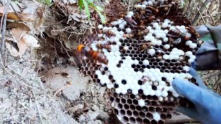 BALD FACED HORNET NEST REMOVAL,JAPANESE GIANT WASPS,ASIAN MURDEROUS HORNETS