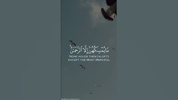 #قرآن اولم يروا الى الطير فوقهم صافات و يقبضن /ماهر المعيقلي /سورة الملك