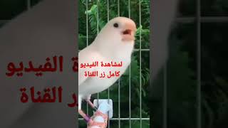 تغريد كناري أبيض نار لتزاوج وتهييج الأنثى