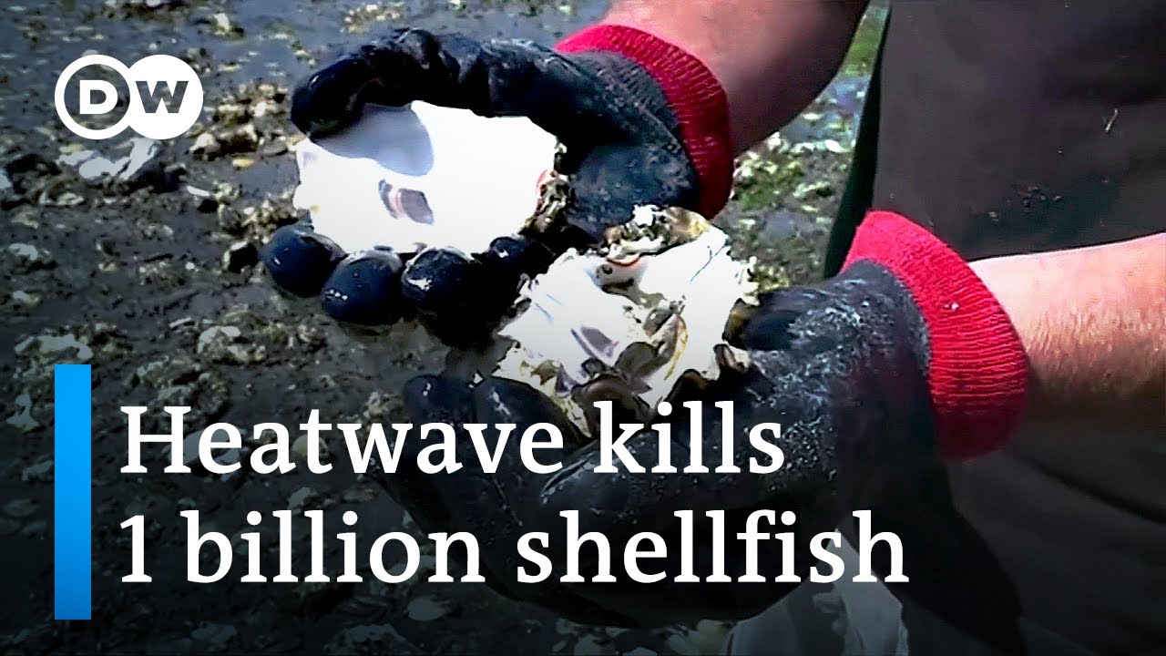 Canada heatwave cooks up to one billion shellfish alive | DW News - YouTube