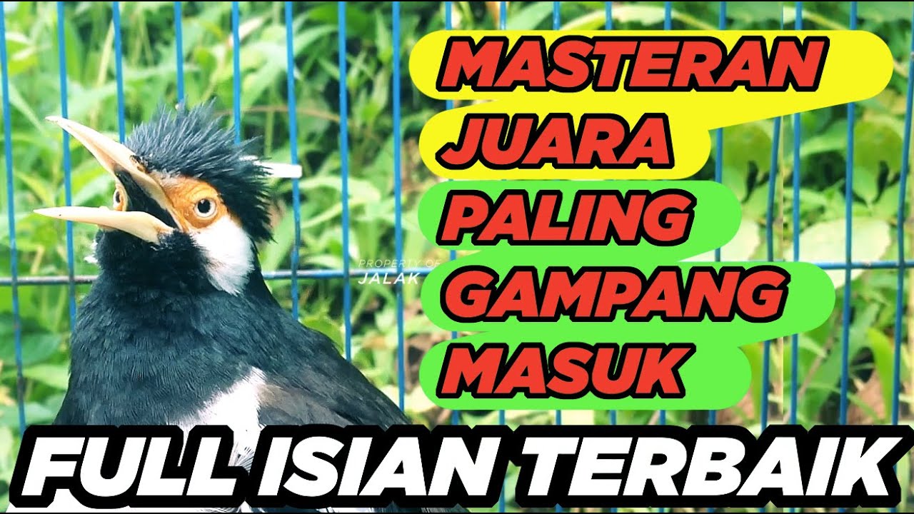 Burung Jalak Suren Gacor Full Isian Tembakan Mewah Tengkek Buto Suara Unik