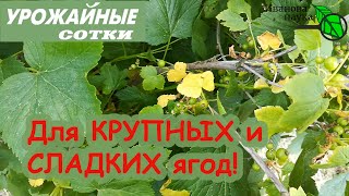 СМОРОДИНА БУДЕТ КРУПНОЙ И СЛАДКОЙ... НО... выбросила ЖЕЛТЫЙ ФЛАГ! Как не упустить урожай?