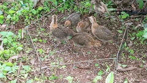 Cuab qaib qus mas zoo (bấy gà rừng con