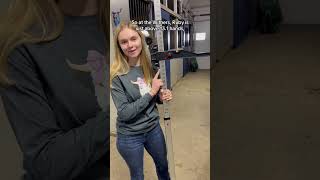 Famous How tall is Ruby? #horse #filly #roan #hands | Madalynn Redline Net Worth