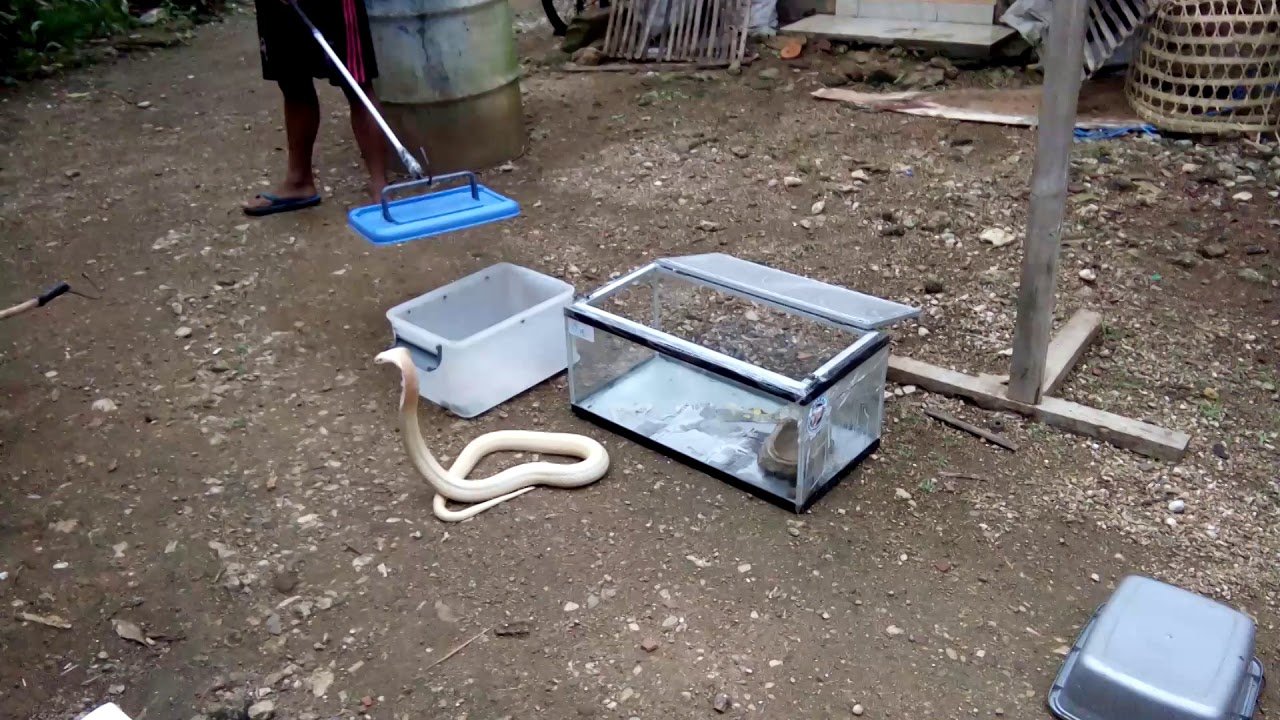 camera iphone 8 plus apk Playing with snake. Albino naja khaoutia