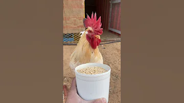 صوت الديك ينادي الدجاج دواجن 