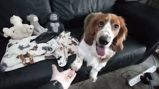A paw for cheese! by Blossom the Basset Hound 338 views 1 month ago 16 seconds