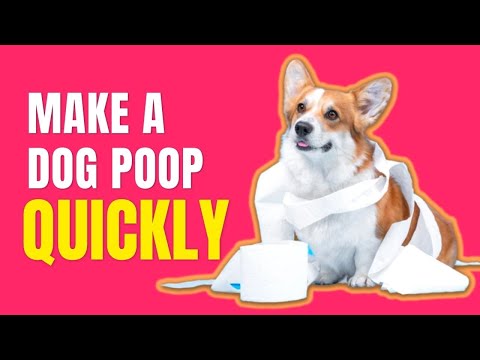 How To Make A Constipated Dog Poop Quickly??Simple Remedies