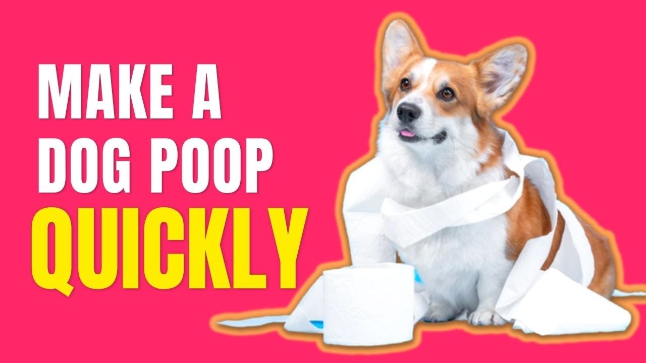 How To Make A Constipated Dog Poop Quickly??Simple Remedies - Youtube