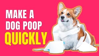 How To Make A Constipated Dog Poop Quickly??Simple Remedies