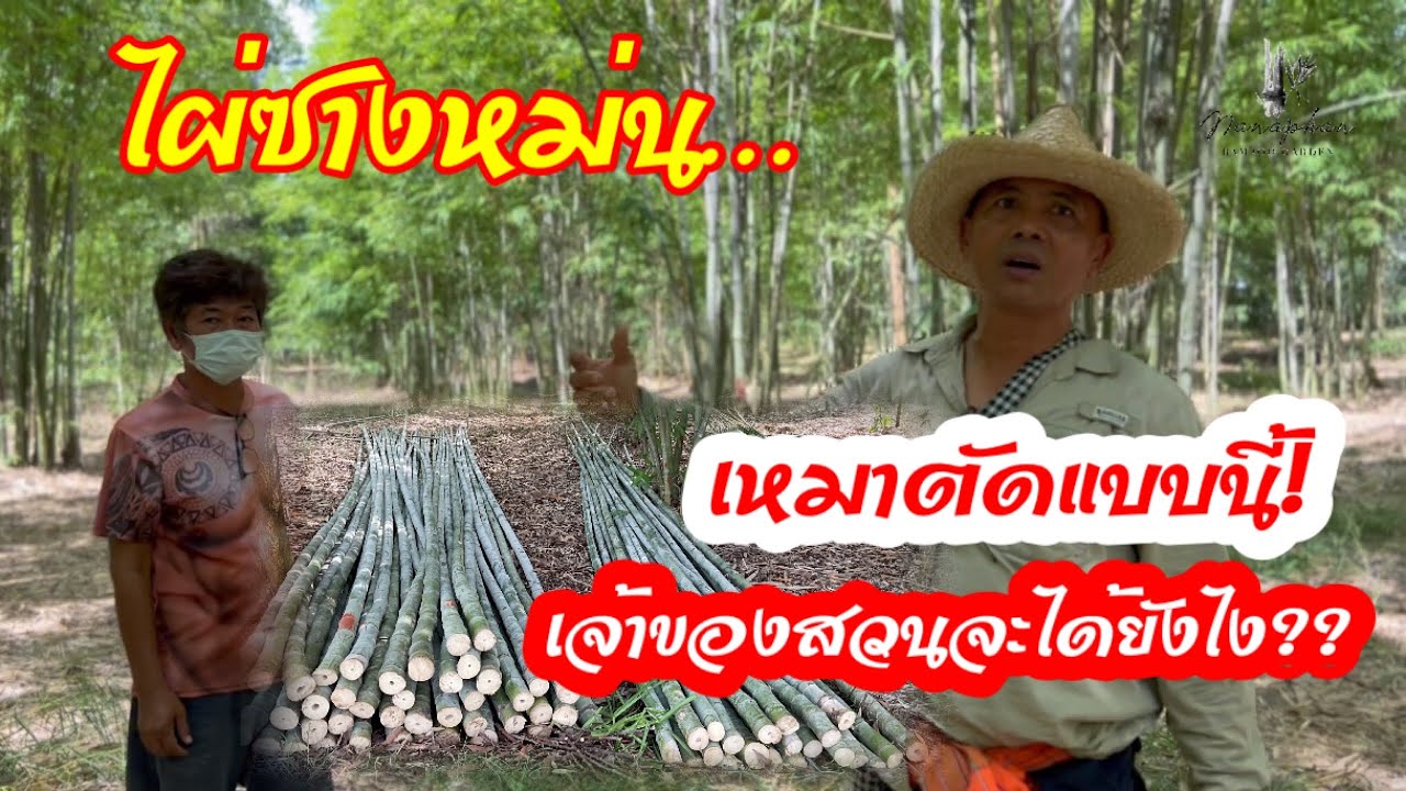 ไผ่ซางหม่น…เหมาตัดลำไผ่ซางหม่น…เจ้าของสวนจะได้ราคายังไง?