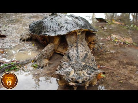 Video: Wie eine Schildkröte unter Wasser atmet