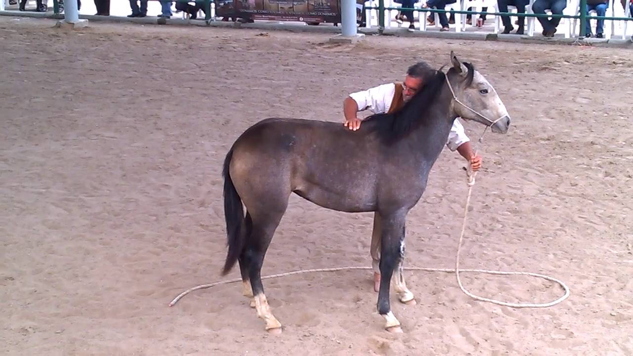 Doma India, Expo Ganadera 2016_Level 3