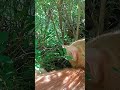 Funny cats 😂 episode 07 | 🤣😅 New Funny Cats Videos 😸😸#shorts #catvideos
