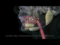 Chewing mastication digestion 3d animation company medical