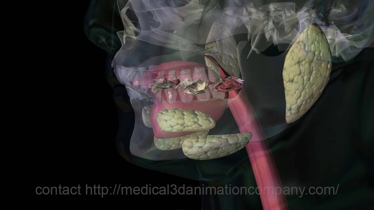 chewing Mastication digestion 3d animation company medical - YouTube