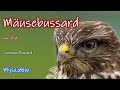 Mäusebussard nah