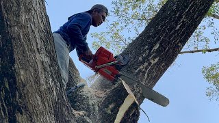 Incredible skill cutting huge tree with 'STRONGEST' chainsaw !!