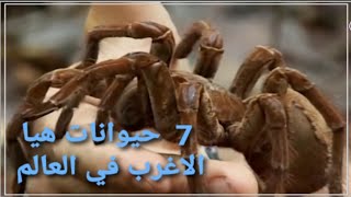 7 حيوانات غريبه ان تصدق انها موجوده العنكبوت  الدوب الأصلع السلحفات القرد