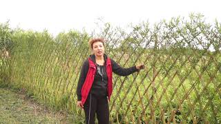 видео Живая изгородь из ивы своими руками: как сделать