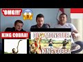 REACTION TWO KING COBRA MONSTER ft PANJI PETUALANG!!! 😱🐍