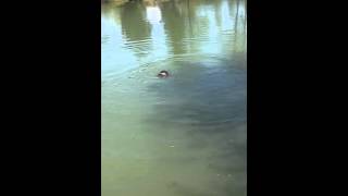 Nemški Lovski Terier Max Aport Race