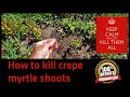 How to Kill Crepe Myrtle Shoots That Keep Coming Back