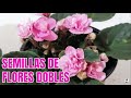 violetas africanas como tener semillas de flores dobles