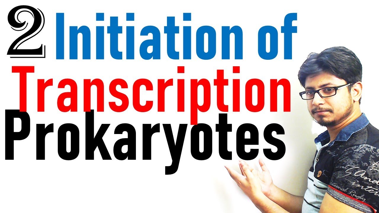 Transcription initiation in prokaryotes | prokaryotic transcription lecture 2 transcription and translation